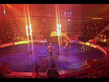 В цирке Магнитогорска с тигром случилось страшное