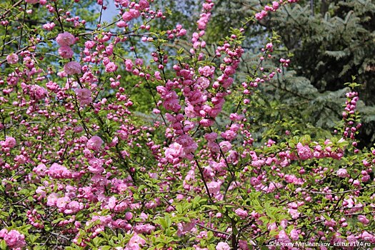 Торопитесь увидеть: в Челябинске зацвела сакура