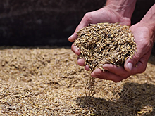 Словакия решила приостановить импорт зерна с Украины