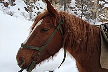 Фестиваль лошадей будет проводиться в Башкирии ежегодно