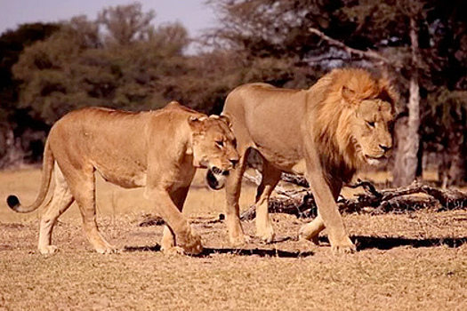 В Зимбабве сын знаменитого льва Сесила стал жертвой охотника
