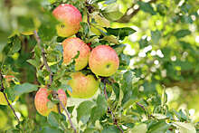 "Москва 24": яблоки можно бесплатно собрать в яблоневых садах в Коломенском