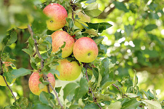 "Москва 24": яблоки можно бесплатно собрать в яблоневых садах в Коломенском