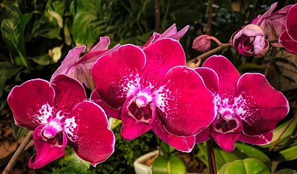 Новый сорт орхидеи к 8 Марта создали российские ученые