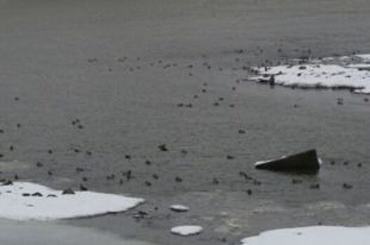 Стая диких уток осталась на замерзающей Оби в Новосибирске