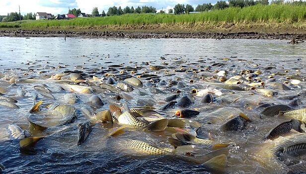В рыбхозе «Пихтовка» в Удмуртии опустошили все производственные водоёмы