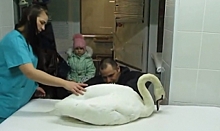 Воссоединение года: тобольский лебедь может оказаться «потеряшкой» из Надыма