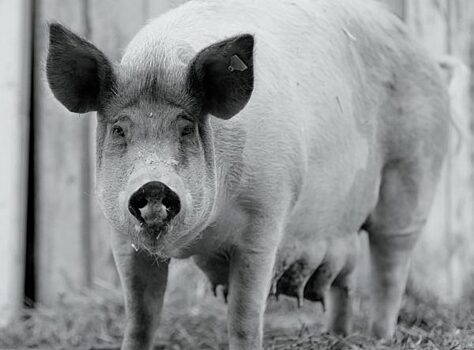 В Санкт-Петербурге опечатаны залы Дома кино, в которых должен был проходить «Артдокфест»