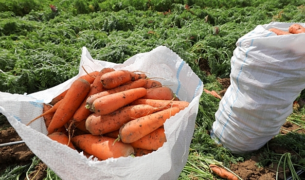 51 тысячу тонн овощей вырастили в теплицах Волгоградской области