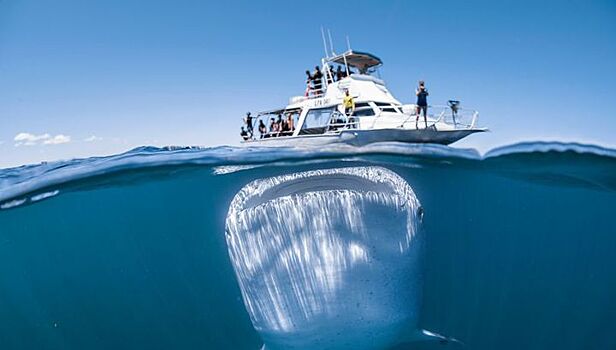 Гигантская китовая акула напугала туристов у берегов Австралии