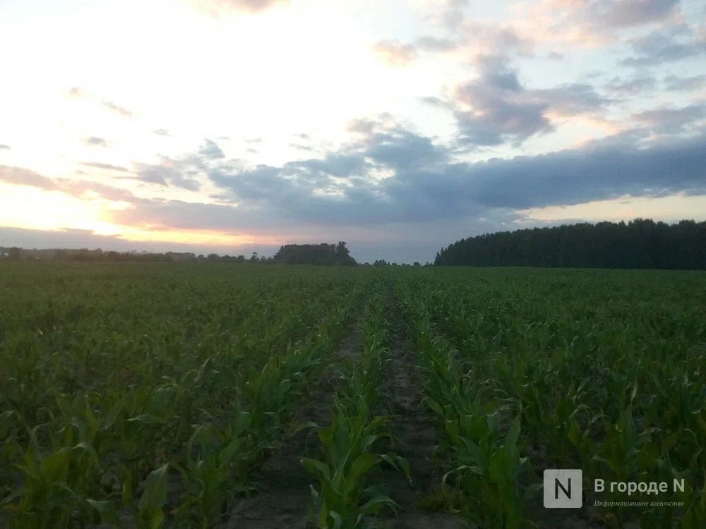 Нижегородский минсельхоз не зафиксировал гибель культур из-за холодов в мае