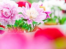 В центре «Радость» покажут концерт ко Дню матери