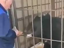 Россиянин угодил в лапы медведя, чудом выжил и попал на видео