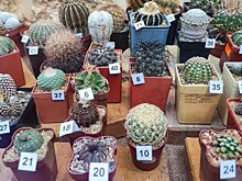 Выставка кактусов откроется в "Аптекарском огороде" 1 ноября