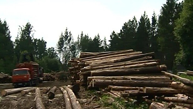 Рослесхоз: версия о поджогах лесов для сокрытия вырубок не подтверждается