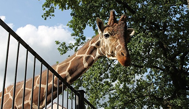 Туры в Калининград: как увеличение времени перелета отразилось на спросе