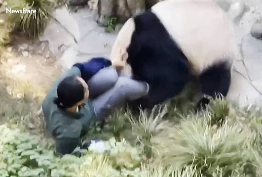 Агрессивная панда укусила сотрудницу зоопарка и попала на видео