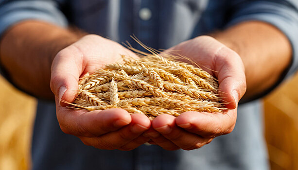 В Иркутской области взаимодействие с Россельхозцентром позволило аграриям достичь выдающихся результатов