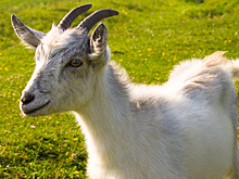 Мужчина захотел забодать козла