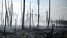 На Камчатке задержан виновник крупного лесного пожара