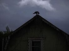 Злопамятный ворон облаял собаку после бессонной ночи