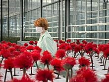 Почти «Черное зеркало»: «Малыш Джо» и «Вивариум»