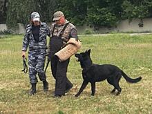 В Самарской области прошли соревнования специалистов-кинологов