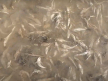 В Волге у Балакова произошел массовый замор рыбы