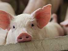 Профилактику африканской чумы свиней проводят в охотхозяйствах России