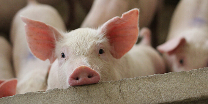Профилактику африканской чумы свиней проводят в охотхозяйствах России