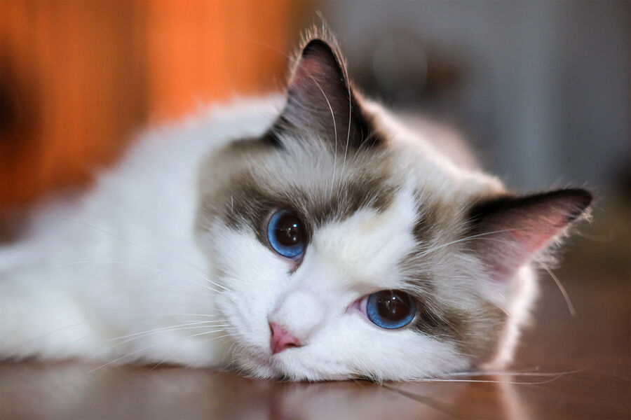 Кот разбудил спящего хозяина и спас его от пожара