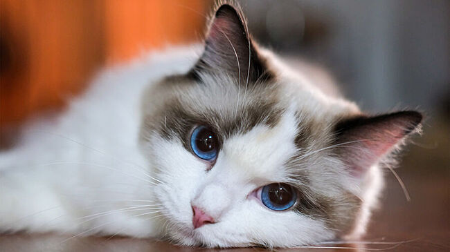 Кот разбудил спящего хозяина и спас его от пожара