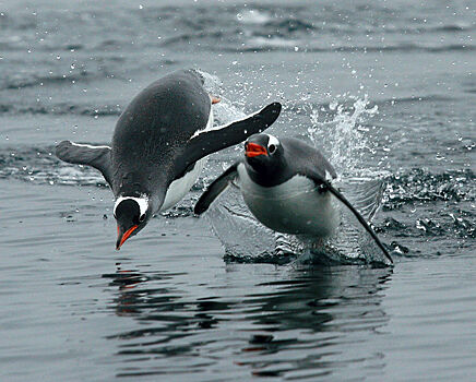 Ученые обнаружили, что пингвины на самом деле «говорят» под водой