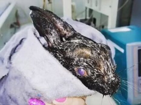 В Башкирии зайчата едва не утонули в нефти (ВИДЕО)