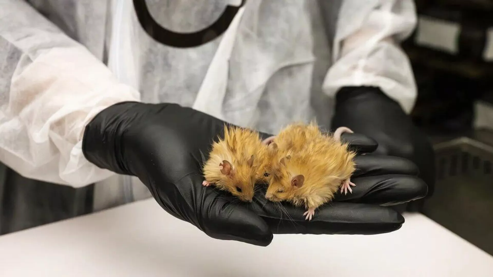 Биотехнологи из США вывели новый вид мыши, чтобы возродить мамонтов