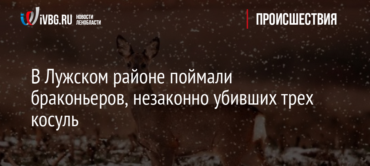 В Лужском районе поймали браконьеров, незаконно убивших трех косуль