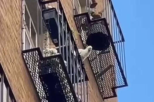 Попугай в Австралии скидывает с балконов квартир горшки с растениями
