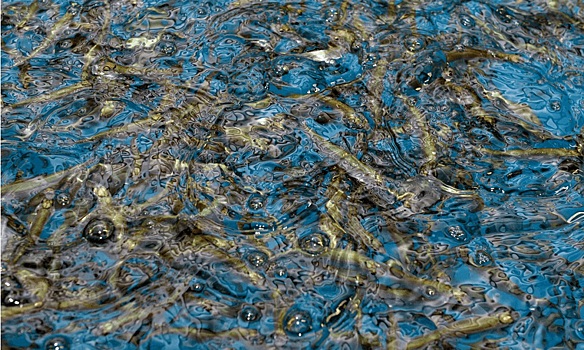 На Ямале начали искусственно восполнять рыбные запасы в реках