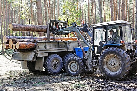 Влияет ли рубка леса на заболачивание уникальных лесов на Алтае