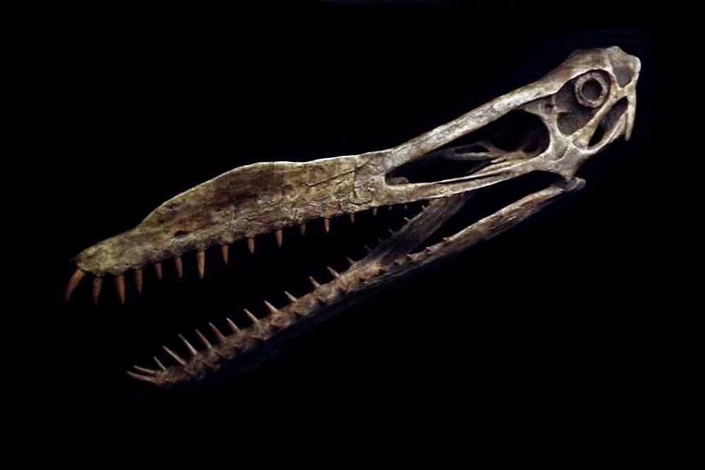 В Австралии найдены останки гигантского птерозавра