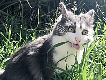 Коты, которые сломались