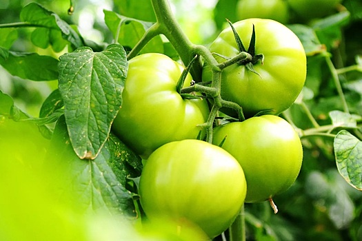 Ставрополье удерживает первенство в производстве тепличных овощей в России