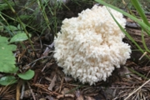 В уральских лесах нашли редкий необычный гриб