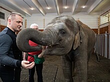 Аскольд Запашный высказался по поводу запрета на использование животных в цирке