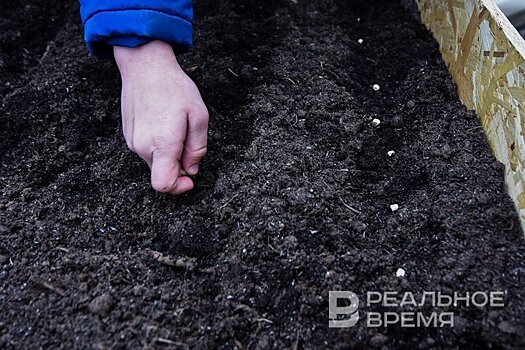 Татарстан попал в число лидеров по заготовке семян для восстановления лесов России