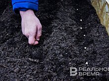 Татарстан попал в число лидеров по заготовке семян для восстановления лесов России