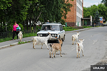 В Челябинской области появились розовые козы