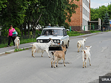 В Челябинской области появились розовые козы