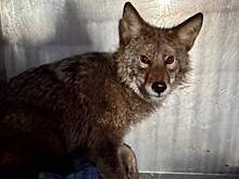 Пассажирский самолет во время разгона столкнулся с диким животным и прервал взлет