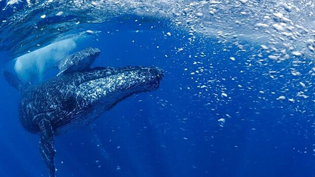 Учёные сообщили о восстановлении популяции горбатых китов